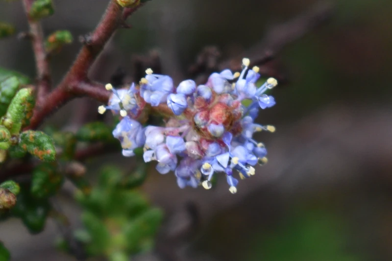 Open Lompoc Ceanothus